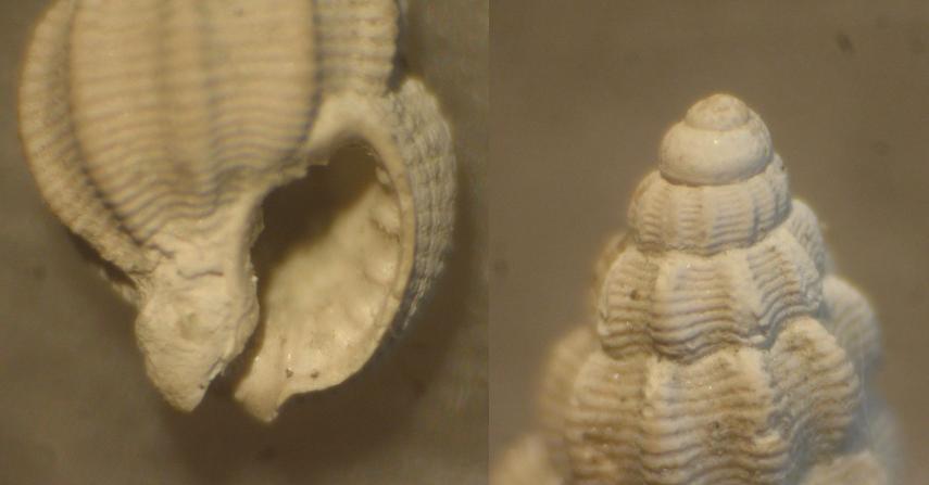 Nassarius.... serraticosta ??? (Bronn, 1831)